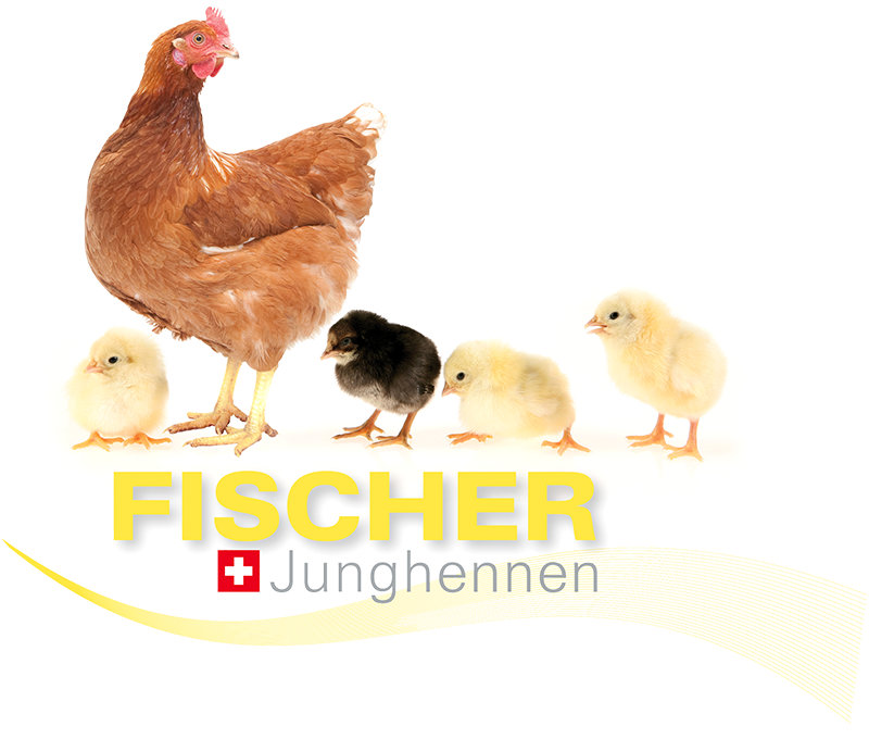 Logo Fischer Junghennen